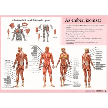 Stiefel kétoldalas könyökalátét, 400x300 mm, Az emberi vázizomzat